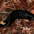 (1) Der Schwarze Schnegel (Limax cinereoniger)