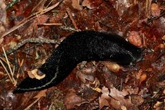 (1) Der Schwarze Schnegel (Limax cinereoniger)