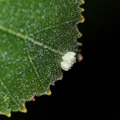 (1) Der Sechzehnfleck-Marienkäfer (Halyzia sedecimguttata)