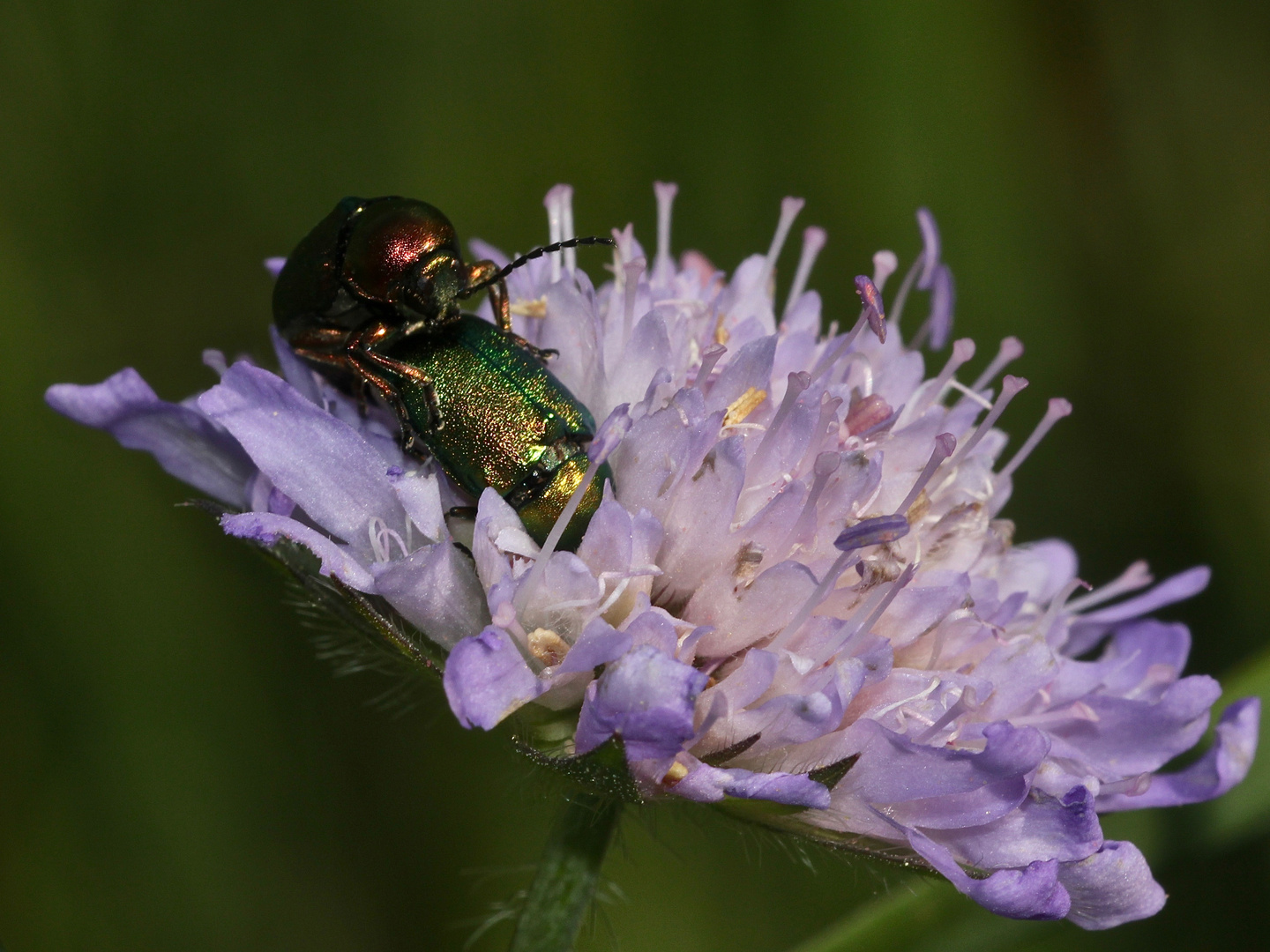 (1) Der Seidenhaarige Fallkäfer (Cryptocephalus sericeus)