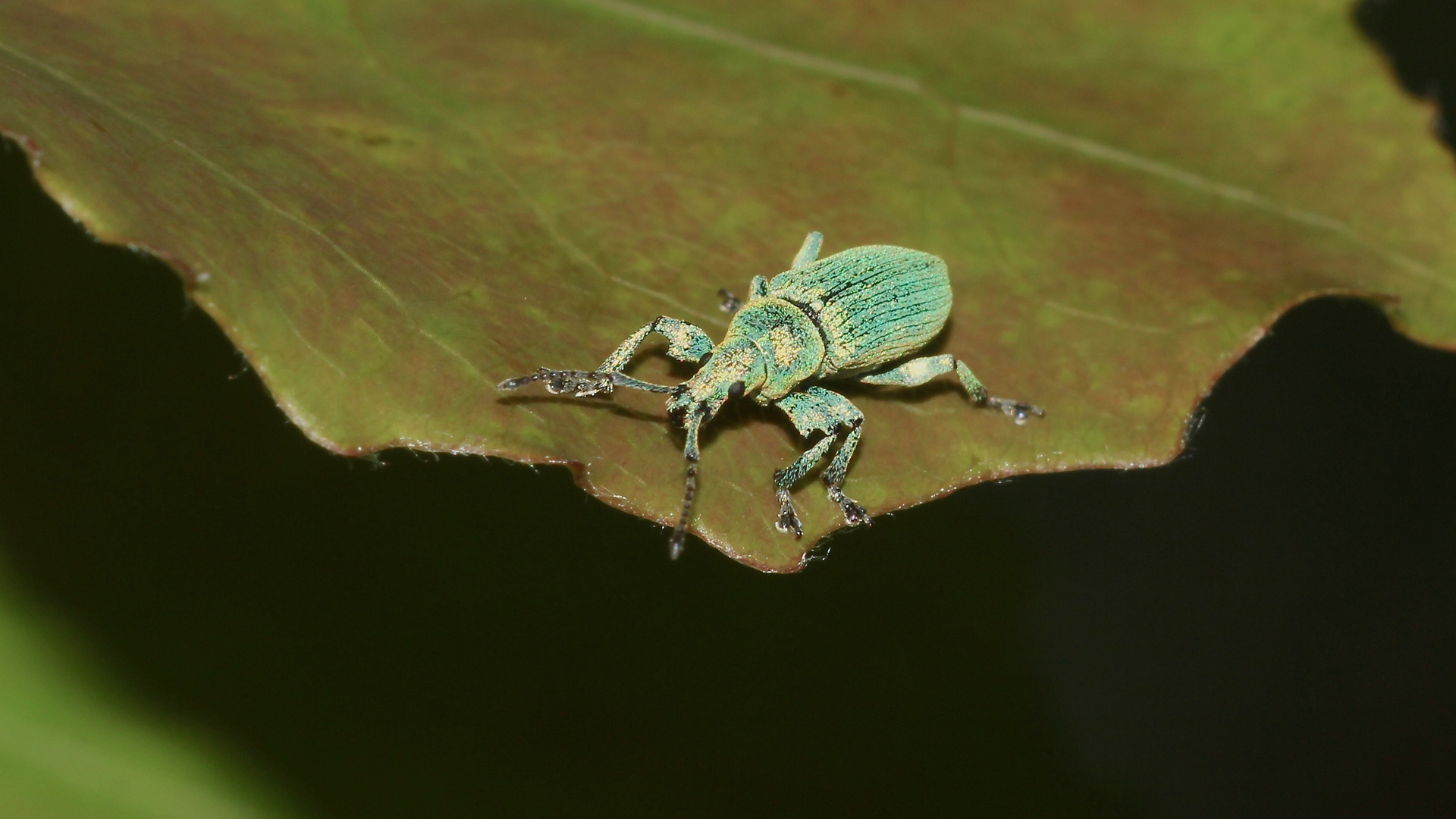 (1) Der Silbriggrüne Blattrüßler (Phyllobius argentatus)