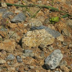 (1) Der Südliche Blaupfeil (Orthetrum brunneum)