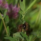 (1) Der Veränderliche Johanniskraut-Blattkäfer (Chrysolina varians)