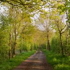 1 - Der Weg zu See im Frühling