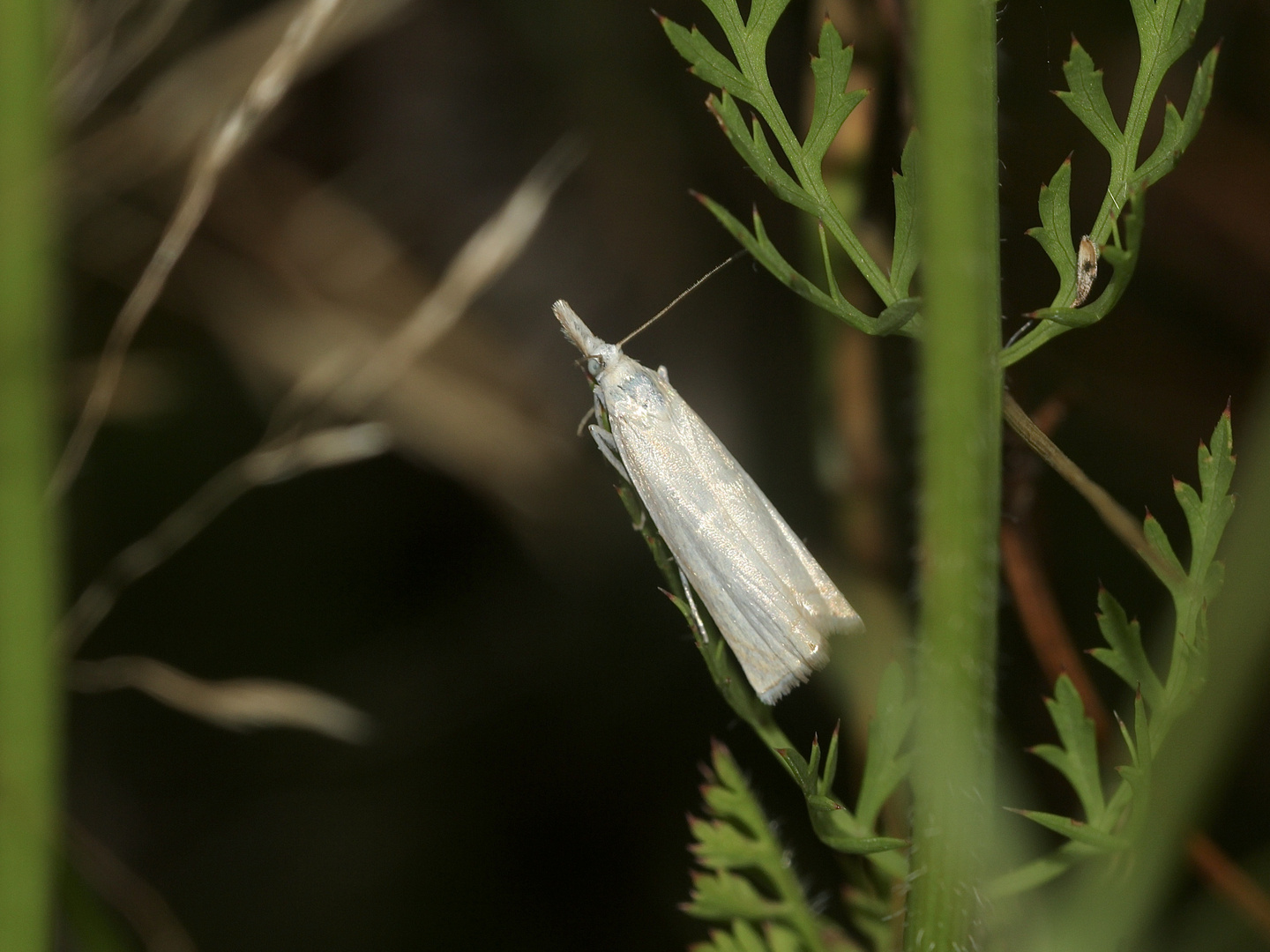 (1) Der "Weiße" Graszünsler (Crambus perlella)*** aus der Familie der Zünsler (Crambidae) ...