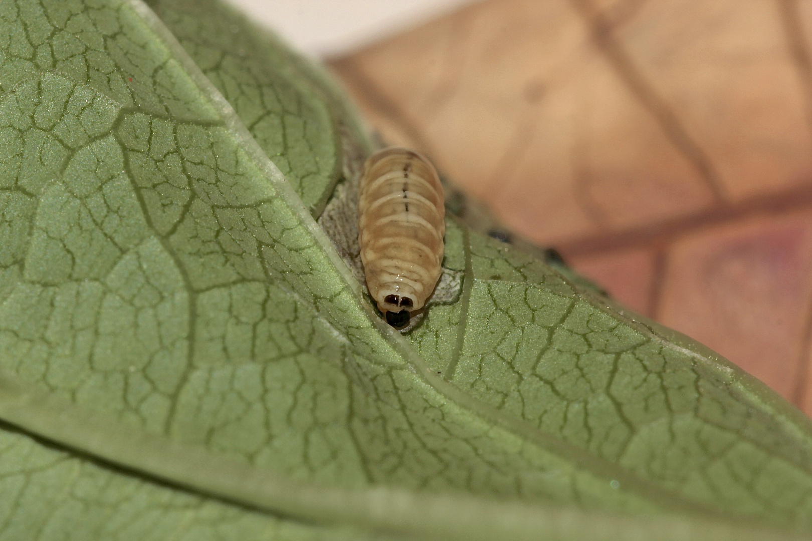 (1) - Der Weißschildige Braunwurzschaber - Cionus scrophulariae