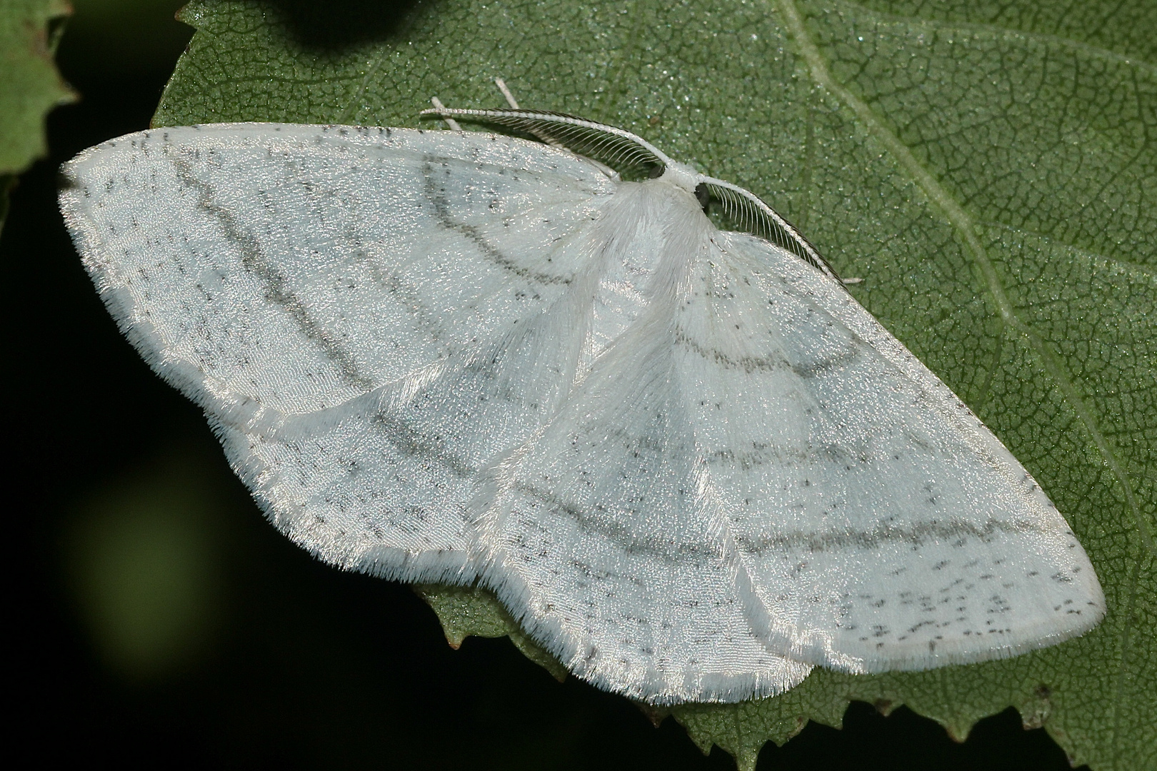 (1) Der Weißstirn-Weißspanner (Cabera pusaria)