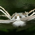 (1) Der Weißstirn-Weißspanner (Cabera pusaria), Familie Spanner (Geometridae)