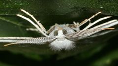 (1) Der Weißstirn-Weißspanner (Cabera pusaria), Familie Spanner (Geometridae)