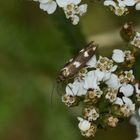 (1) Der weit verbreitete Kleinschmetterling SCYTHRIS SCOPOLELLA