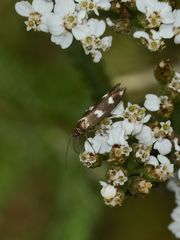 (1) Der weit verbreitete Kleinschmetterling SCYTHRIS SCOPOLELLA