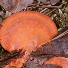 (1) Der Zinnoberschwamm (Pycnoporus cinnabarinus) ...