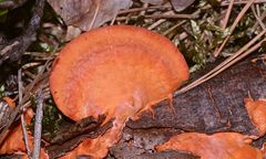 (1) Der Zinnoberschwamm (Pycnoporus cinnabarinus) ...