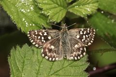 (1) Der Zwei- oder Mehrbrütige Würfel-Dickkopffalter (Pyrgus armoricanus)