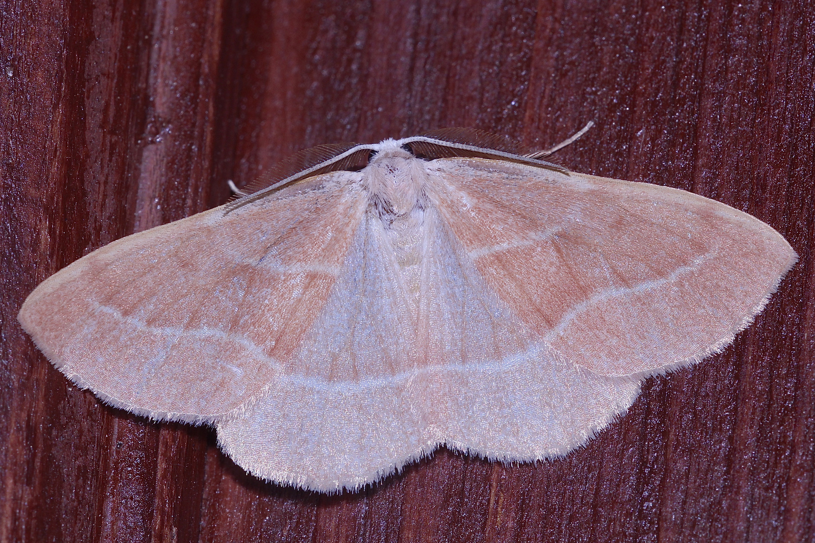 (1) Der Zweibinden-Nadelwaldspanner (Hylaea fasciaria)