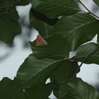 (1) Der Zweibindige oder Zweibinden-Nadelwaldspanner (Hylaea fasciaria) - grüne und rote Form