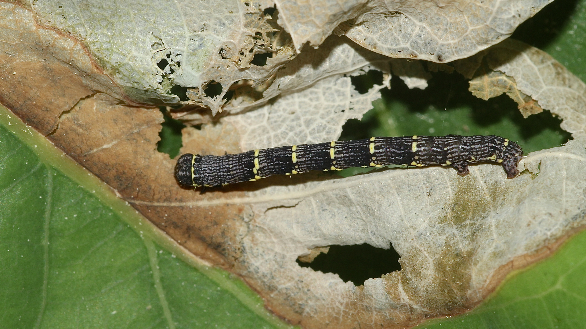 (1) Die 1,5 cm lange Raupe des Schwarzfühler-Dickleibspanners (Lycia hirtaria) ...