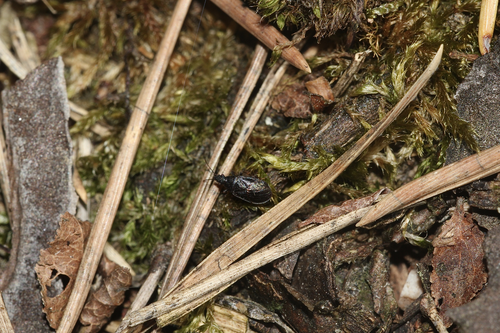 (1) Die äußerst seltene Bodenwanze PHILOMYRMEX INSIGNIS, ...