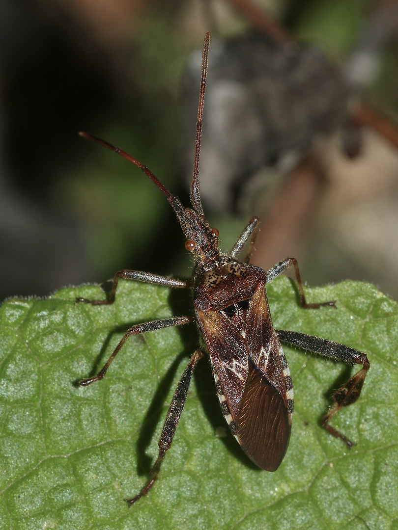 (1) Die Amerikanische Kiefernzapfenwanze (Leptoglossus occidentalis) ...