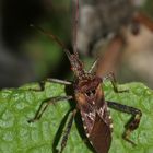 (1) Die Amerikanische Kiefernzapfenwanze (Leptoglossus occidentalis) ...