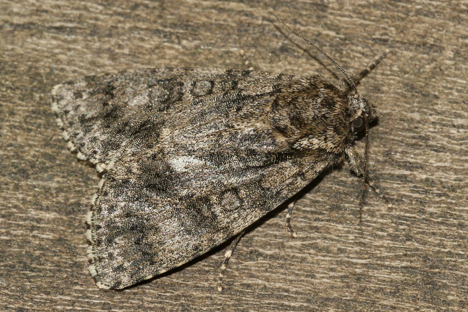 (1) Die Ampfer-Rindeneule (Acronicta rumicis)