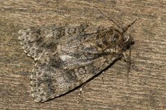 (1) Die Ampfer-Rindeneule (Acronicta rumicis)