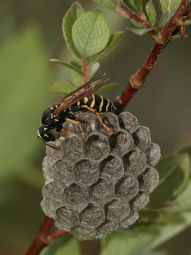 (1) Die Berg-Feldwespe (Polistes biglumis)