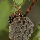 (1) Die Berg-Feldwespe (Polistes biglumis)