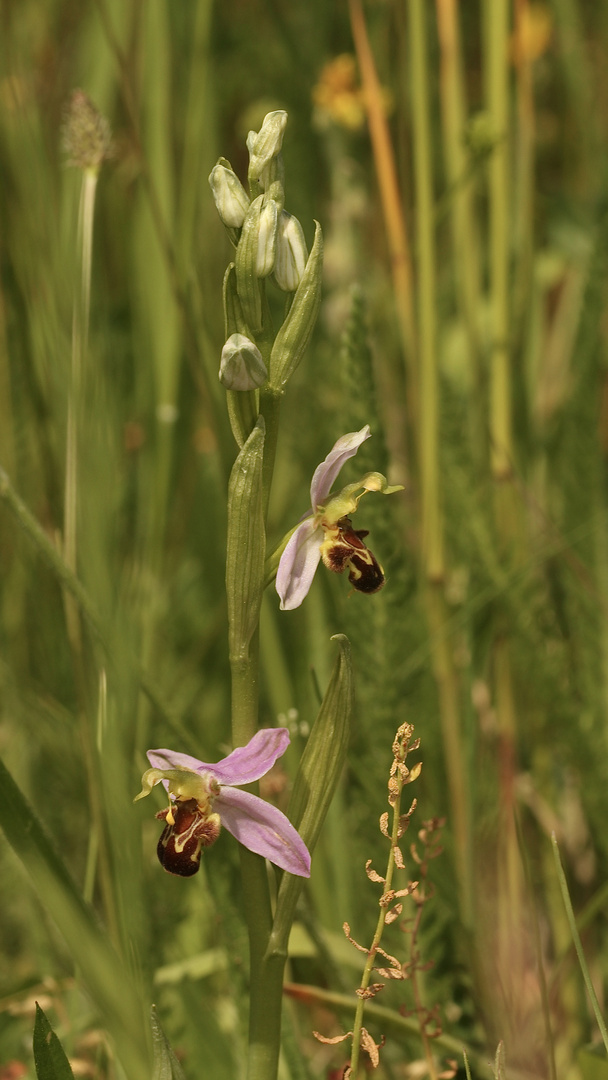 (1) Die BIENENRAGWURZ (kurz "BIENE") - OPHRYS APIFERA ...