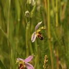 (1) Die BIENENRAGWURZ (kurz "BIENE") - OPHRYS APIFERA ...