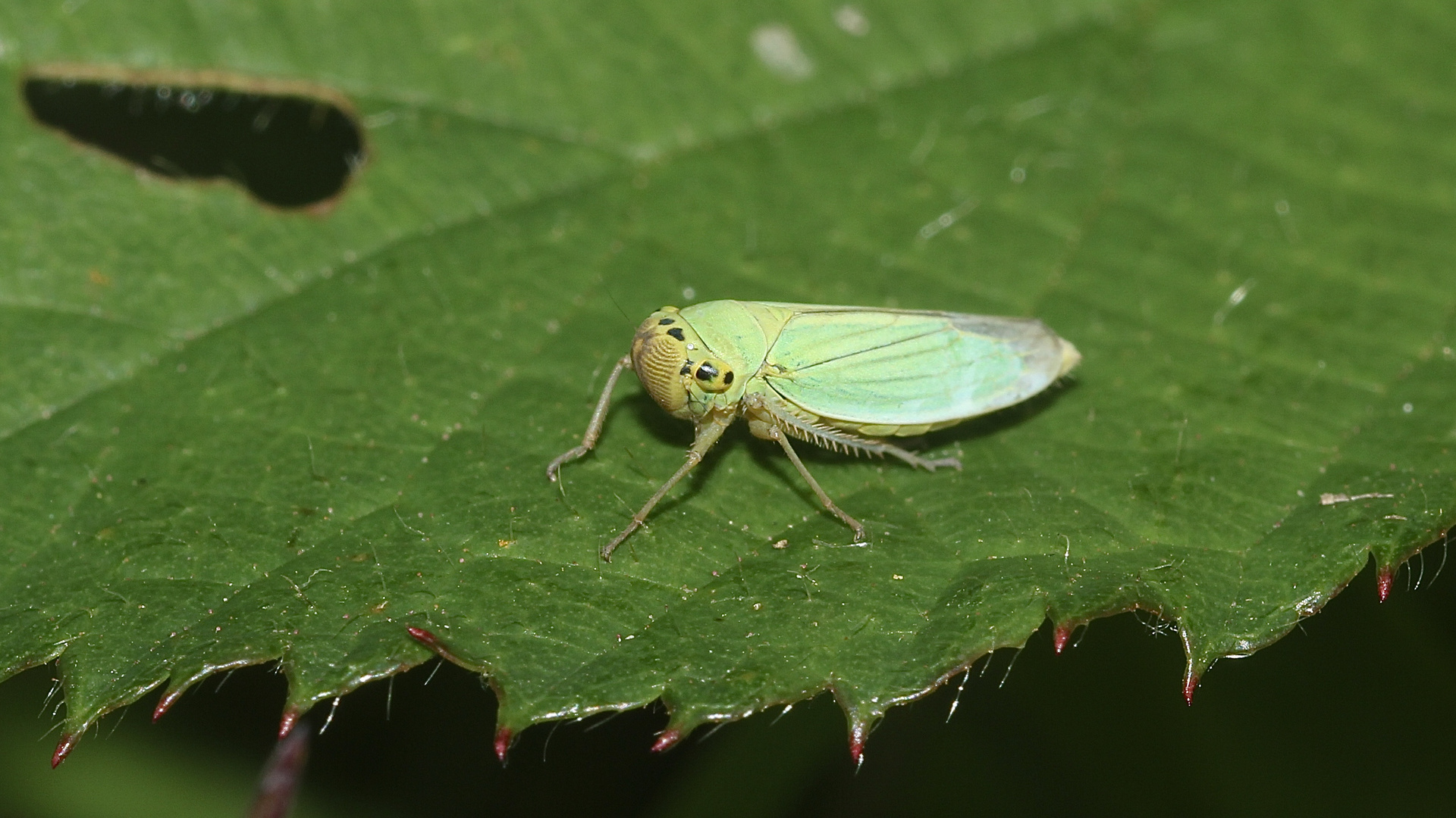 (1) Die Binsenschmuckzikade (Cicadella viridis)