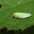 (1) Die Binsenschmuckzikade (Cicadella viridis)