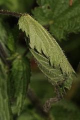 (1) Die Blattrolle der Raupe eines Admirals (Vanessa Atalanta) ...