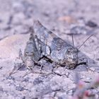 (1) Die Blauflügelige Sandschrecke (Sphingonotus caerulans) ...