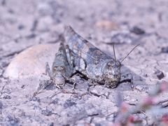 (1) Die Blauflügelige Sandschrecke (Sphingonotus caerulans) ...