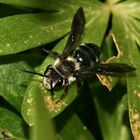 (1) Die Blauschillernde Sandbiene (Andrena agilissima) ist wieder da!