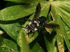 (1) Die Blauschillernde Sandbiene (Andrena agilissima) ist wieder da!