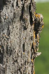 (1) Die Buchenmotte oder "Sängerin" (Diurnea fagella) - ...