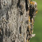 (1) Die Buchenmotte oder "Sängerin" (Diurnea fagella) - ...