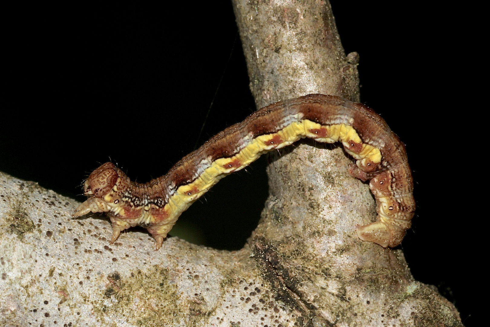 (1) Die bunte Raupe des Großen Frostspanners (Erannis defoliaria)