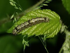 (1) Die ca. 2,5 cm lange Raupe des Nadelwald-Flechtenbärchens (Eilema depressa) ...