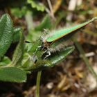(1) Die Eiablage des Grünen Zipfelfalters (Callophrys rubi) ...