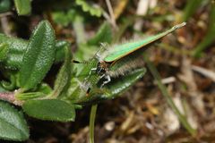 (1) Die Eiablage des Grünen Zipfelfalters (Callophrys rubi) ...