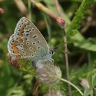 (1) Die Eiablage des Hauhechelbläulings (Polyommatus icarus)