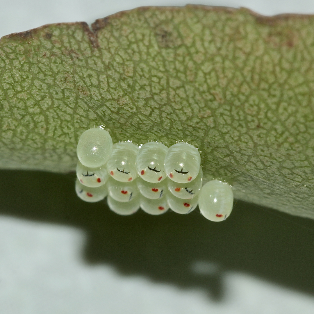 (1) Die Entwicklung der Rotbeinigen Baumwanze (Pentatoma rufipes)