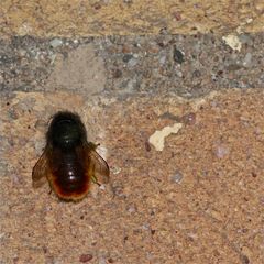 (1) Die erste Gehörnte Mauerbiene (Osmia cornuta) im Garten habe ich heute . . .