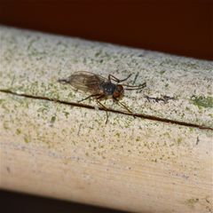 (1) Die ersten kleinen Fliegen (ca. 4 mm lang) toben durch die Gegend und freuen sich . . .