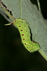 (1) Die etwa 2,5 cm lange Raupe des Pappelschwärmers (Laothoe populi)