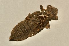 (1) Die Exuvie (Larvenhülle) der Kleinen Zangenlibelle (Onychogomphus forcipatus) - ...