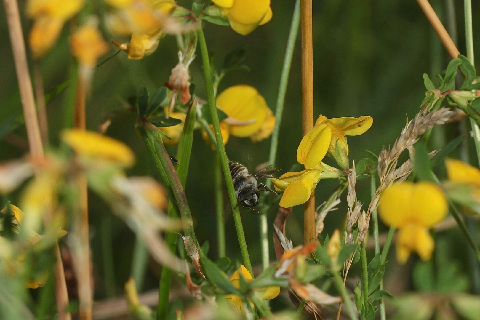 (1) Die FILZZAHN-BLATTSCHNEIDERBIENE (MEGACHILE PILIDENS)